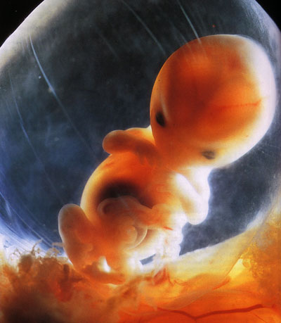 Embrión 10ª semana