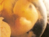 embrion-5-sem.jpg